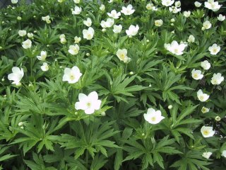 (Canada Anemone)