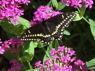 (Male black swallowtail)