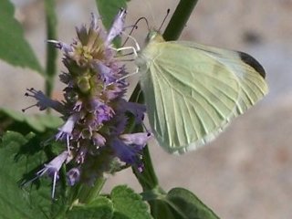 (cabbage white)