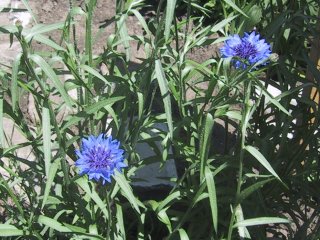 (Cornflower)