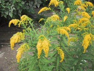 (Canada Goldenrod)