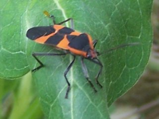 (milkweed bug)