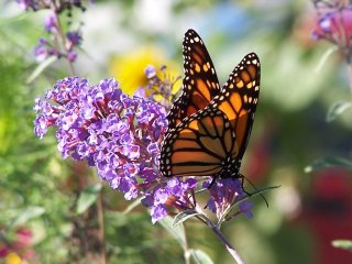 (Monarch on buddleia)