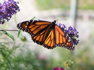 (Monarch on Buddleia)