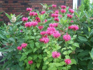 (monarda)