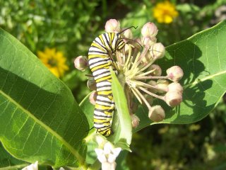 (Monarch Caterpillar)