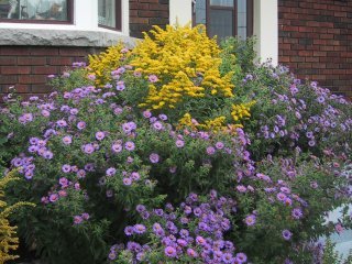 (goldenrod and new england asters)