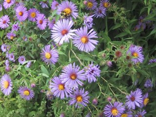 (New England Asters)
