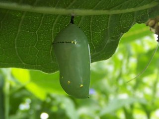 (pupa)