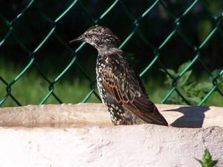 (starling on birdbath)