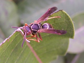 (paper wasp)