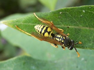 (paper wasp)