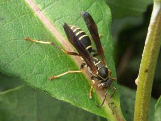 (paper wasp)