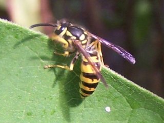 (yellow jacket wasp)