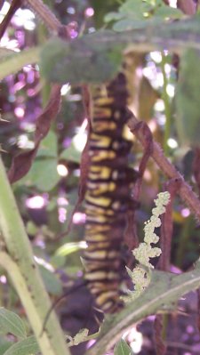 (caterpillar)