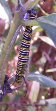 (caterpillar)