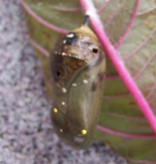 pupa