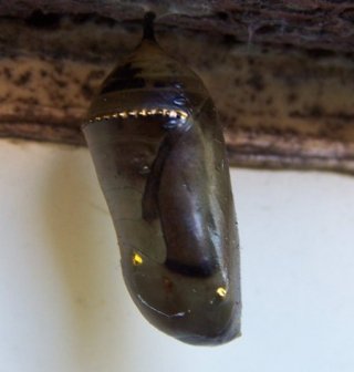 pupa