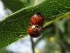 Filename=ladybug21.jpg
Filesize=110KB
Dimensions=1024x768
Date added=Sep 13, 2007 ladybug21.jpg