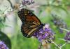 Filename=monarch15.jpg
Filesize=228KB
Dimensions=1620x1165
Date added=Sep 13, 2007 monarch15.jpg