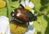 Filename=beetle824.jpg
Filesize=31KB
Dimensions=500x352
Date added=Sep 13, 2007 beetle824.jpg