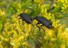 Filename=beetles00.jpg
Filesize=67KB
Dimensions=674x480
Date added=Sep 13, 2007 beetles00.jpg