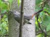 Filename=catbird105.jpg
Filesize=173KB
Dimensions=1024x768
Date added=Sep 13, 2007 catbird105.jpg