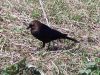 Filename=cowbird30.jpg
Filesize=306KB
Dimensions=1024x768
Date added=Sep 13, 2007 cowbird30.jpg