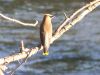Filename=cwaxwing184d.jpg
Filesize=117KB
Dimensions=1024x768
Date added=Sep 16, 2007 cwaxwing184d.jpg