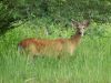 Filename=deer112.jpg
Filesize=147KB
Dimensions=800x600
Date added=Sep 13, 2007 deer112.jpg