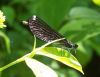 Filename=ebjewelwing09.jpg
Filesize=139KB
Dimensions=1191x918
Date added=Sep 13, 2007 ebjewelwing09.jpg