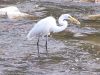 Filename=egret84h.jpg
Filesize=221KB
Dimensions=1024x768
Date added=Oct 06, 2007 egret84h.jpg