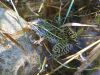 Filename=frog597.jpg
Filesize=188KB
Dimensions=1024x768
Date added=Sep 13, 2007 frog597.jpg