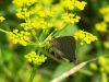 Filename=hairstreak45.jpg
Filesize=116KB
Dimensions=1024x768
Date added=Sep 14, 2007 hairstreak45.jpg