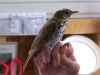 Filename=hermitthrush28.jpg
Filesize=53KB
Dimensions=800x600
Date added=Sep 13, 2007 hermitthrush28.jpg