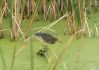 Filename=heron87.jpg
Filesize=160KB
Dimensions=1038x732
Date added=Sep 14, 2007 heron87.jpg