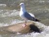 Filename=hgull69.jpg
Filesize=170KB
Dimensions=1024x768
Date added=Sep 14, 2007 hgull69.jpg