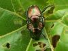 Filename=japbeetle42h.jpg
Filesize=107KB
Dimensions=800x600
Date added=Sep 14, 2007 japbeetle42h.jpg