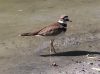 Filename=killdeer13.jpg
Filesize=90KB
Dimensions=788x588
Date added=Sep 13, 2007 killdeer13.jpg