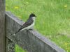 Filename=kingbird16.jpg
Filesize=92KB
Dimensions=800x600
Date added=Sep 13, 2007 kingbird16.jpg