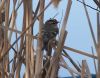 Filename=kinglet32.jpg
Filesize=98KB
Dimensions=922x720
Date added=Sep 13, 2007 kinglet32.jpg