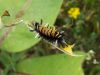 Filename=milkweedtussocklarva07hb.jpg
Filesize=57KB
Dimensions=800x600
Date added=Sep 14, 2007 milkweedtussocklarva07hb.jpg
