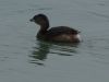 Filename=piedbill35.jpg
Filesize=43KB
Dimensions=800x600
Date added=Sep 13, 2007 piedbill35.jpg