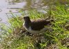 Filename=sandpiper86.jpg
Filesize=179KB
Dimensions=882x640
Date added=Sep 13, 2007 sandpiper86.jpg
