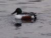 Filename=shoveler29.jpg
Filesize=120KB
Dimensions=1024x768
Date added=Sep 13, 2007 shoveler29.jpg