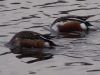 Filename=shoveler38.jpg
Filesize=126KB
Dimensions=1024x768
Date added=Sep 13, 2007 shoveler38.jpg