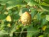 Filename=spider90d.jpg
Filesize=93KB
Dimensions=1024x768
Date added=Sep 14, 2007 spider90d.jpg