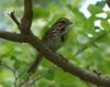Filename=ssparrow64.jpg
Filesize=171KB
Dimensions=1326x1050
Date added=Sep 13, 2007 ssparrow64.jpg