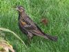 Filename=starling30.jpg
Filesize=226KB
Dimensions=1024x768
Date added=Sep 14, 2007 starling30.jpg