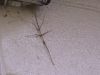 Filename=walkstick10wd.jpg
Filesize=71KB
Dimensions=800x600
Date added=Sep 14, 2007 walkstick10wd.jpg